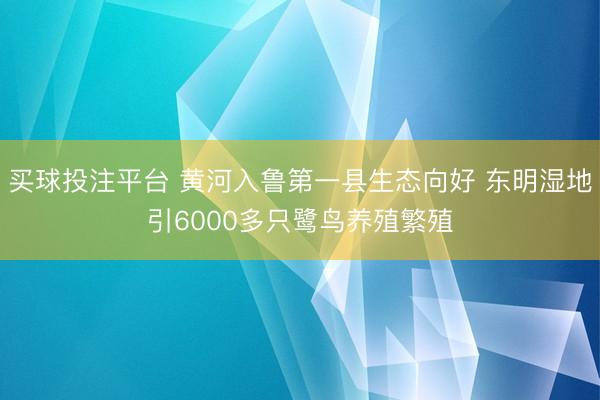 买球投注平台 黄河入鲁第一县生态向好 东明湿地引6000多只鹭鸟养殖繁殖